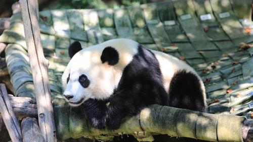 《 长月无烬完结篇藤萝为枝著晋江年度仙侠言情高人气作品原名黑月光拿稳be剧本青春言情小说》word电子书下载 《 长月无烬完结篇藤萝为枝著晋江年度仙侠言情高人气作品原名黑月光拿稳be剧本青春言情小说》word电子书下载